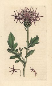 Greater knapweed, Centaurea scabiosa (Centauree scabieuse) Gravação em chapa de cobre colorida à mão depois de uma ilustração de James Sowerby da Botânica Inglesa de James Smith, Londres