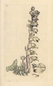 Cortina de dentes grande, Lathraea squamaria (Grande cardamina) Gravação em chapa de cobre colorida à mão depois de uma ilustração de James Sowerby de James Smith