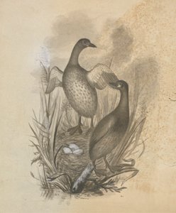 Grebes de James Sowerby