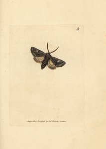 Traça de ponto verde, oleagina Valeria (Phalaena Bombyx oleagina). Gravura em chapa de cobre colorida à mão por James Sowerby de The British Miscellany, ou figuras coloridas de novos, raros, ou pouco conhecidos sujeitos animais. de James Sowerby