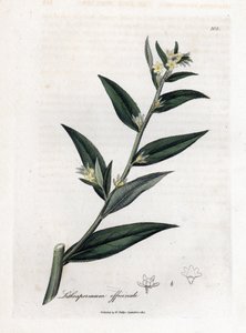 Gremil officinal ou erva pérola - Gromwell, Lithospermum officinale. Gravura em chapa de cobre colorida à mão a partir de uma ilustração botânica de James Sowerby de William Woodville e de Sir William Jackson Hooker