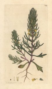 Pinho moído, Ajuga chamaepitys (abeto) Gravura em chapa de cobre colorida à mão depois de uma ilustração de James Sowerby, de James Smith