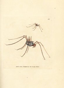 Aranha Harvestman, Megabunus diadema. Gravura em chapa de cobre colorida à mão por James Sowerby de The British Miscellany, ou figuras coloridas de novos, raros, ou pouco conhecidos sujeitos animais. de James Sowerby