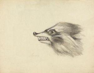 Chefe de um Racoon de James Sowerby