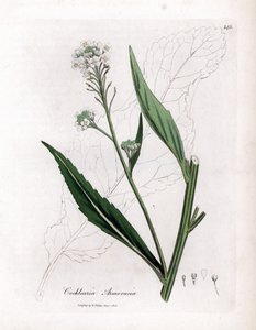 Rábano ou cranson - Rábano, Armoracia rusticana. Gravura em chapa de cobre colorida à mão a partir de uma ilustração botânica de James Sowerby de William Woodville e Sir William Jackson Hooker