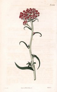 Immortelle star - Helichrysum stellatum (Gnaphalium de floração compacta, Gnaphalium congestum). Gravura em chapa de cobre colorida à mão por Weddell após uma ilustração de James Sowerby da "Botanical Magazine" de Samuel Curtis, Londres de James Sowerby