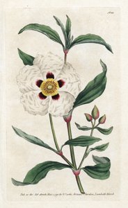 Ladanifere ou Ledon Cistus - Litografia de James Sowerby (1757-1822), da revista Botanical de William Curtis (1746-1799) de James Sowerby