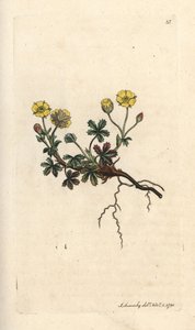 Potentilla de flor grande, Potentilla grandiflora (Cinquefoil de Primavera, Potentilla verna) (cinquefoil) Gravura em chapa de cobre colorida à mão depois de uma ilustração de James Sowerby da Botânica Inglesa de James Smith, Londres de James Sowerby