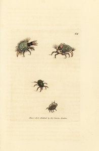 Larva do Hemerobius (rendas) vestida de líquen, com ácaro, Acarus amictus e pequeno ácaro do cesto, Acarus corbicula. Gravura em chapa de cobre colorida à mão por James Sowerby de The British Miscellany, ou figuras coloridas de novos, raros, ou pouco conhe de James Sowerby