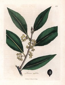Molho Laurier. Gravura em cobre colorido à mão a partir de um desenho de James Sowerby (1757-1822), em Botanique Medicinale de James Sowerby