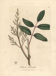 Folhas e flores do ciano ou da terebintina de Chipre, Pistacia terebinthus de James Sowerby