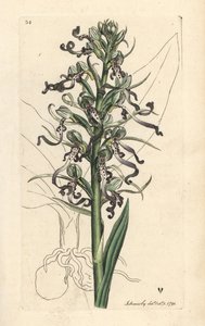 Lizard orchid, Himantoglossum hircinum (Lizard satyrion ou ochis, Satyrium hircinum). Gravura em chapa de cobre colorida à mão depois de uma ilustração de James Sowerby, de James Smith