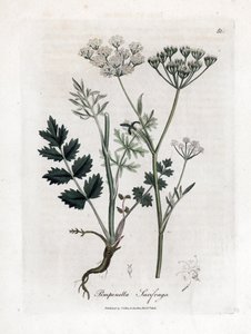Locage saxifrage - Burnet saxifrage, Pimpinella saxifraga. Gravura em chapa de cobre colorida à mão a partir de uma ilustração botânica de James Sowerby de William Woodville e Sir William Jackson Hooker