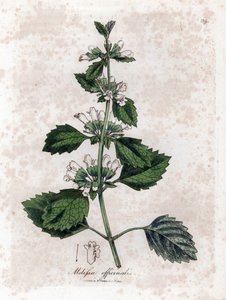Melisse officinale ou melisse lemongrass - Bálsamo comum, Melissa officinalis. Gravura em chapa de cobre colorida à mão a partir de uma ilustração botânica de James Sowerby de William Woodville e Sir William Jackson Hooker