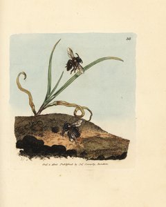 Abelha mineira, Andrena nigroaenea (Melitta nigro-aenea). Gravura em chapa de cobre colorida à mão por James Sowerby de The British Miscellany, ou figuras coloridas de novos, raros ou pouco conhecidos súbditos animais. de James Sowerby