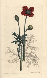 Papoila mestiça ou papoila de cabeça redonda, Papaver hybridum. Gravura em chapa de cobre colorida à mão depois de uma ilustração de James Sowerby, de James Smith