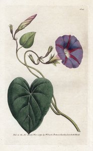 Glória da manhã ou Ipomee - Litografia de James Sowerby (1757-1822), da revista Botânica de William Curtis (1746-1799) de James Sowerby