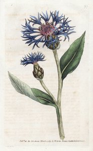Mountain Centauree ou Perennial Blueberry - Litografia de James Sowerby (1757-1822), da Revista Botânica de William Curtis (1746-1799) de James Sowerby