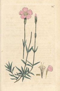 Rosa da montanha, Dianthus caesius. Gravura em chapa de cobre colorida à mão depois de uma ilustração de James Sowerby, de James Smith