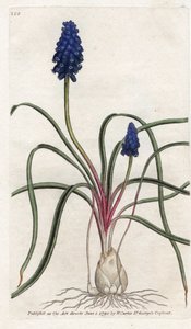 Muscari a bunch or muscari neglige - Litografia de James Sowerby (1757-1822), da revista Botanical de William Curtis (1746-1799) de James Sowerby