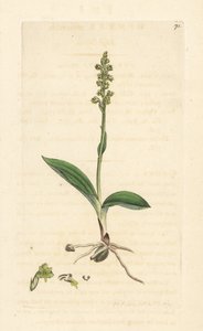 Orquídea almiscareira, Herminium monorchis (Musk orchis, Ophrys monorchis). Gravura em chapa de cobre colorida à mão depois de uma ilustração de James Sowerby, de James Smith