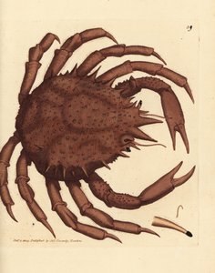 Caranguejo rei da Noruega ou caranguejo de pedra do norte, Lithodes maja. Gravura em chapa de cobre colorida à mão por James Sowerby de The British Miscellany, ou figuras coloridas de novos, raros, ou pouco conhecidos súbditos animais. de James Sowerby