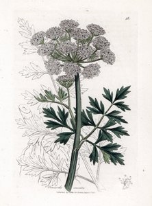 Oenanthe safranee - Cânhamo, Oenanthe crocata. Gravura em chapa de cobre colorida à mão a partir de uma ilustração botânica de James Sowerby de William Woodville e "Medical Botany" de Sir William Jackson Hooker, John Bohn, Londres de James Sowerby