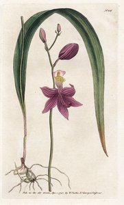 Orquídea: tubérculo de calopogão - Litografia de James Sowerby (1757-1822), da revista Botânica de William Curtis (1746-1799) de James Sowerby