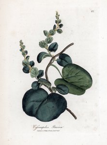 Pareira brava cissampelos, Cissampelos pareira pareira. Gravura em chapa de cobre colorida à mão a partir de uma ilustração botânica de James Sowerby de William Woodville e Sir William Jackson Hooker