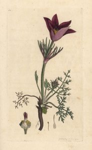 Pasqueflower, Anemone pulsatilla (pulsatille) Gravação em chapa de cobre colorida à mão depois de uma ilustração de James Sowerby da revista inglesa Botany de James Smith, Londres de James Sowerby