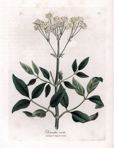 Clematite perene - Clematis recta, Clematis recta. Gravura em chapa de cobre colorida à mão a partir de uma ilustração botânica de James Sowerby de William Woodville e Sir William Jackson Hooker