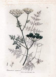 Phellandrium aquatium - cicuta de água com folhas finas, Phellandrium aquatium. Gravura em chapa de cobre colorida à mão a partir de uma ilustração botânica de James Sowerby de William Woodville e Sir William Jackson Hooker
