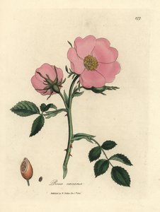 Rosa canina de cão rosa com rosehip, Rosa canina