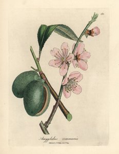 Amendoeira rosada florida, Amygdalus communis de James Sowerby