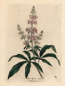 Árvore casta cor-de-rosa florida, Vitex agnus castus de James Sowerby