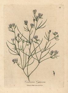 Cominho florido cor-de-rosa, Cuminum cyminum de James Sowerby