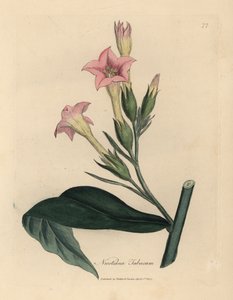 Planta de tabaco florida rosa, Nicotiana tabacum