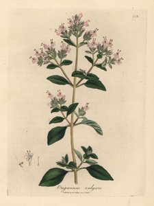 Manjerona selvagem cor-de-rosa florida, Origanum vulgare de James Sowerby