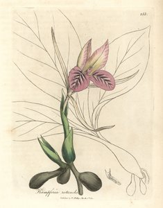 Zedoário rosa florido, Kaempferia rotunda de James Sowerby