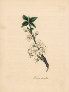 Ameixoeira - Ameixoeira comum, Prunus domestica. Extraído de uma ilustração de James Sowerby de "Medical Botany" de William Woodville. Zincógrafo colorido à mão por C. Chabot desenhado por M. A. Burnett a partir da sua "Plantae Utiliores: ou Ilustrações de de James Sowerby