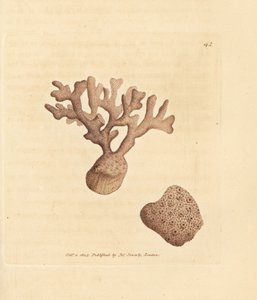 Porella compressa (Millepora compressa). Gravura em chapa de cobre colorida à mão por James Sowerby de The British Miscellany, ou figuras coloridas de novos, raros, ou pouco conhecidos sujeitos animais. de James Sowerby