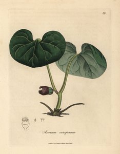 Asarabacca florida roxa, ou gengibre selvagem, Asarum europaeum de James Sowerby