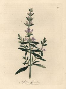 Hyssop florido roxo, Hyssopus officinalis de James Sowerby