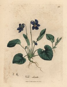 Violeta violeta doce florida púrpura, Viola odorata de James Sowerby