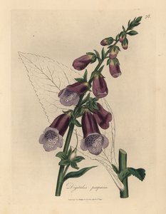 Luva de raposa púrpura, Digitalis purpurea de James Sowerby
