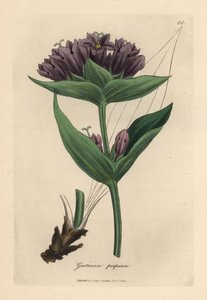 Gentiana púrpura roxa, Gentiana purpurea de James Sowerby