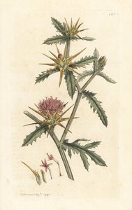 Cardo estrelado roxo, Centaurea calcitrapa (Centauree hatchback, Centauree etoilee ou Star Thistle) Gravura em chapa de cobre colorida à mão depois de uma ilustração de James Sowerby da Botânica Inglesa de James Smith, Londres de James Sowerby