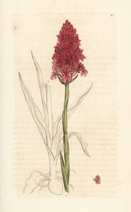 Orquídea em pirâmide, Anacamptis pyramidalis (Orquídea em pirâmide, Orchis pyramidalis). Gravura em chapa de cobre colorida à mão depois de uma ilustração de James Sowerby, de James Smith