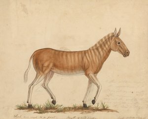 Quagga Zebra de James Sowerby