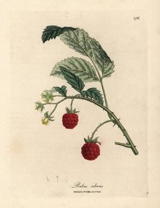 Arbusto de framboesa com fruta madura e flores amarelas, Rubus idaeus de James Sowerby